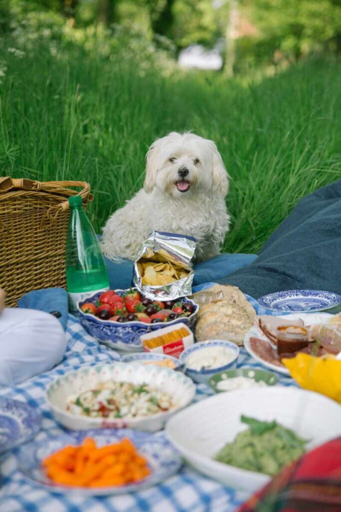 spring picnic aesthetic